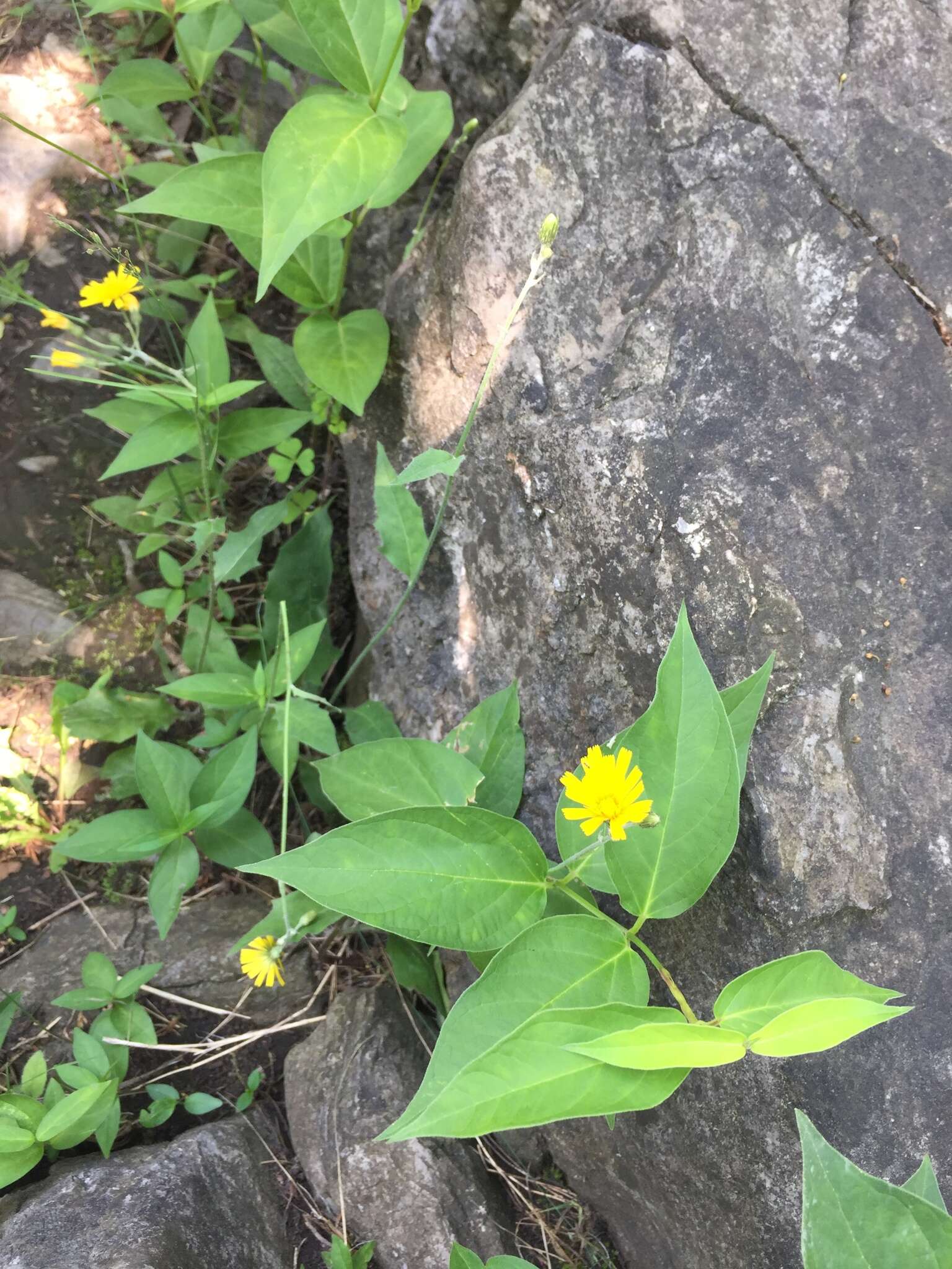 Image of Hieracium lachenalii subsp. lachenalii