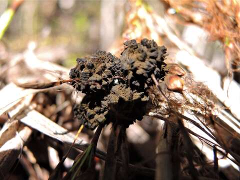 Image of Farysporium endotrichum (Berk.) Vánky 1999