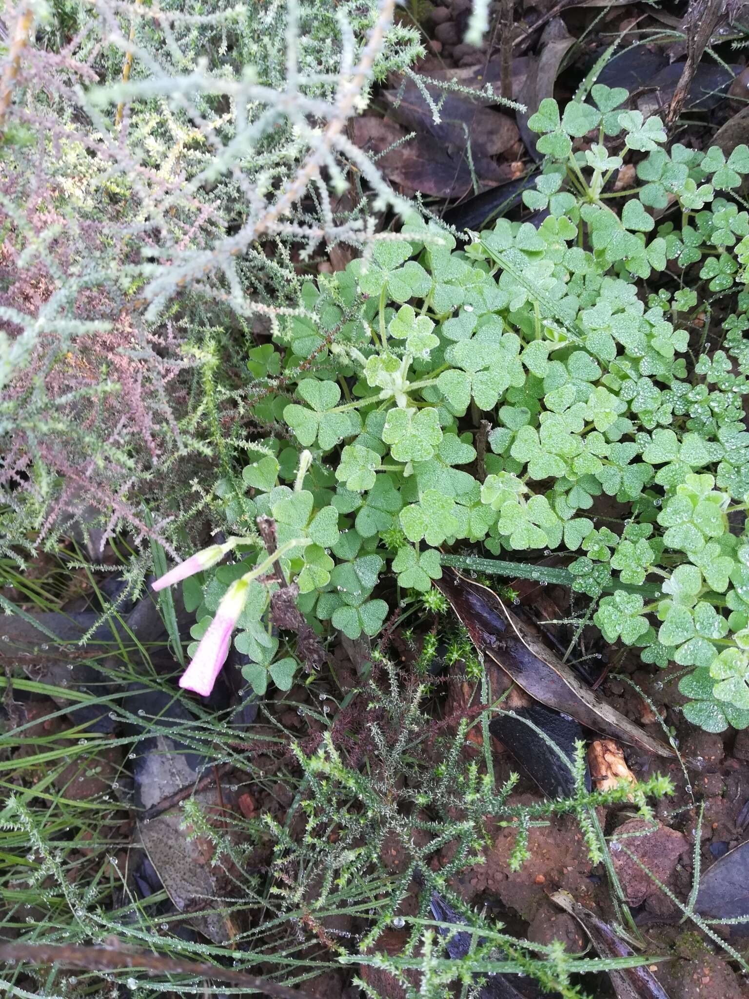 Imagem de Oxalis lanata var. rosea T. M. Salter