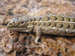 صورة Sceloporus goldmani Smith 1937