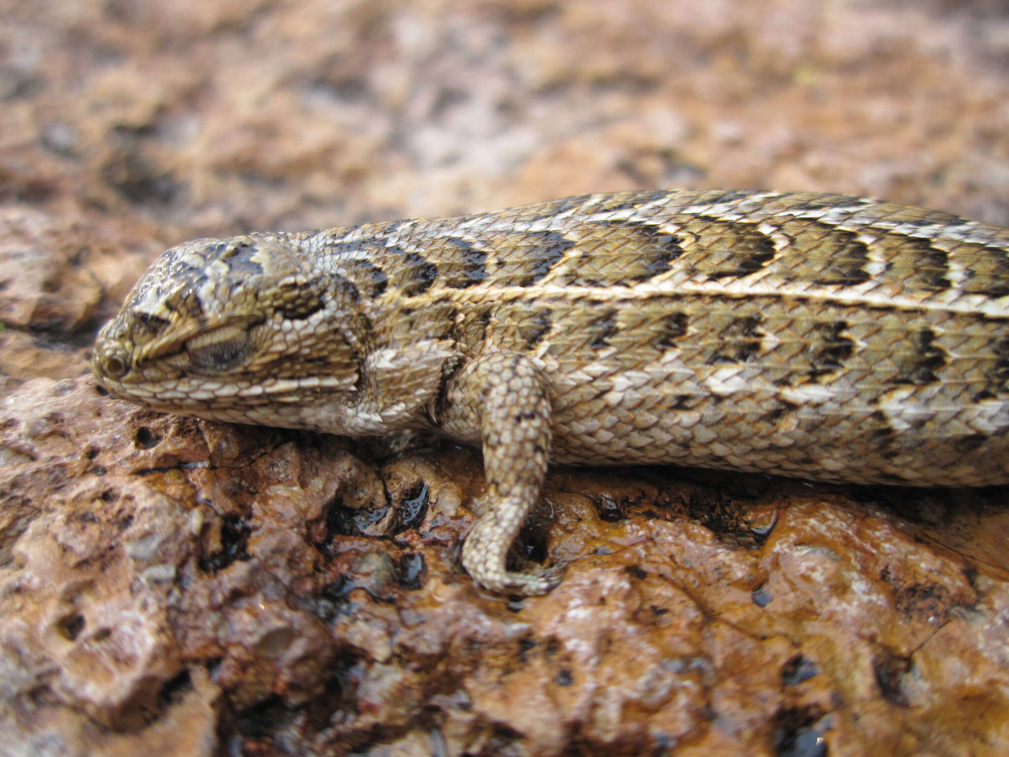 Image of Goldman's Bunchgrass Lizard