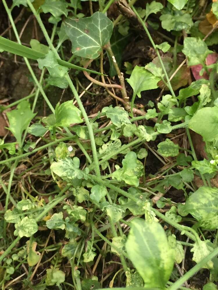 Image of Arabidopsis halleri (L.) O'Kane & Al-Shehbaz