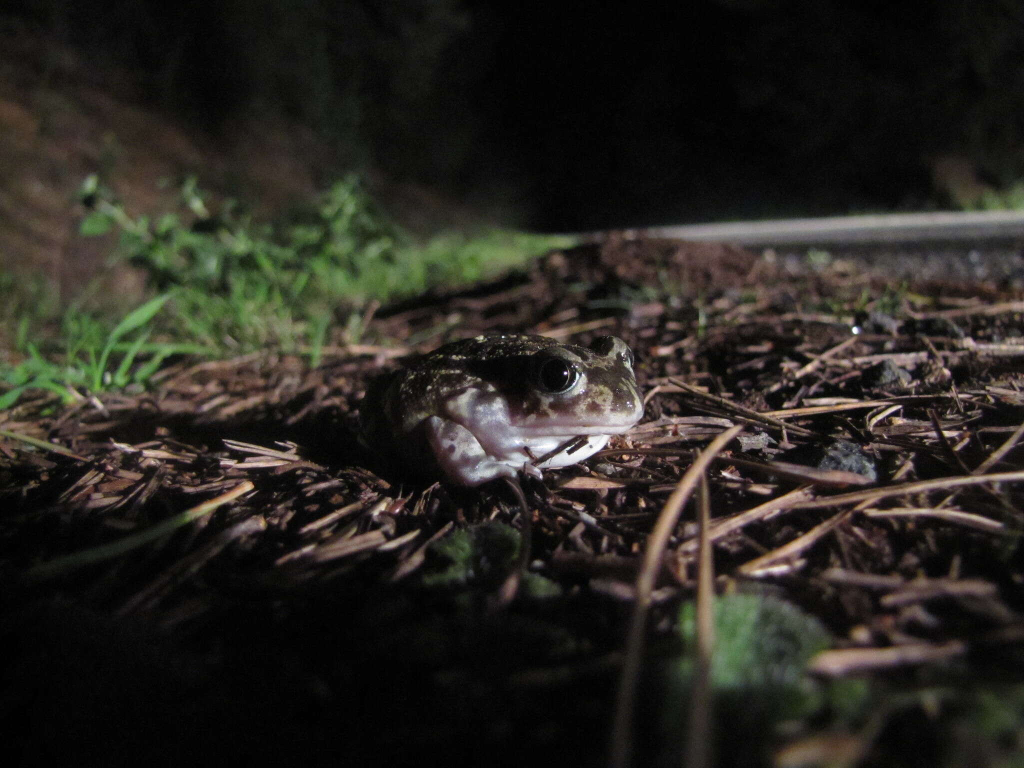 Image of Iberian Spadefoot Toad