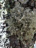 Imagem de Ramalina americana Hale