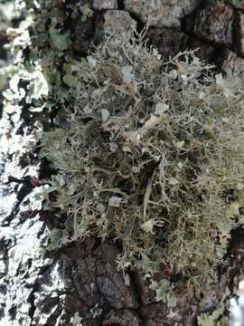 Image of American cartilage lichen