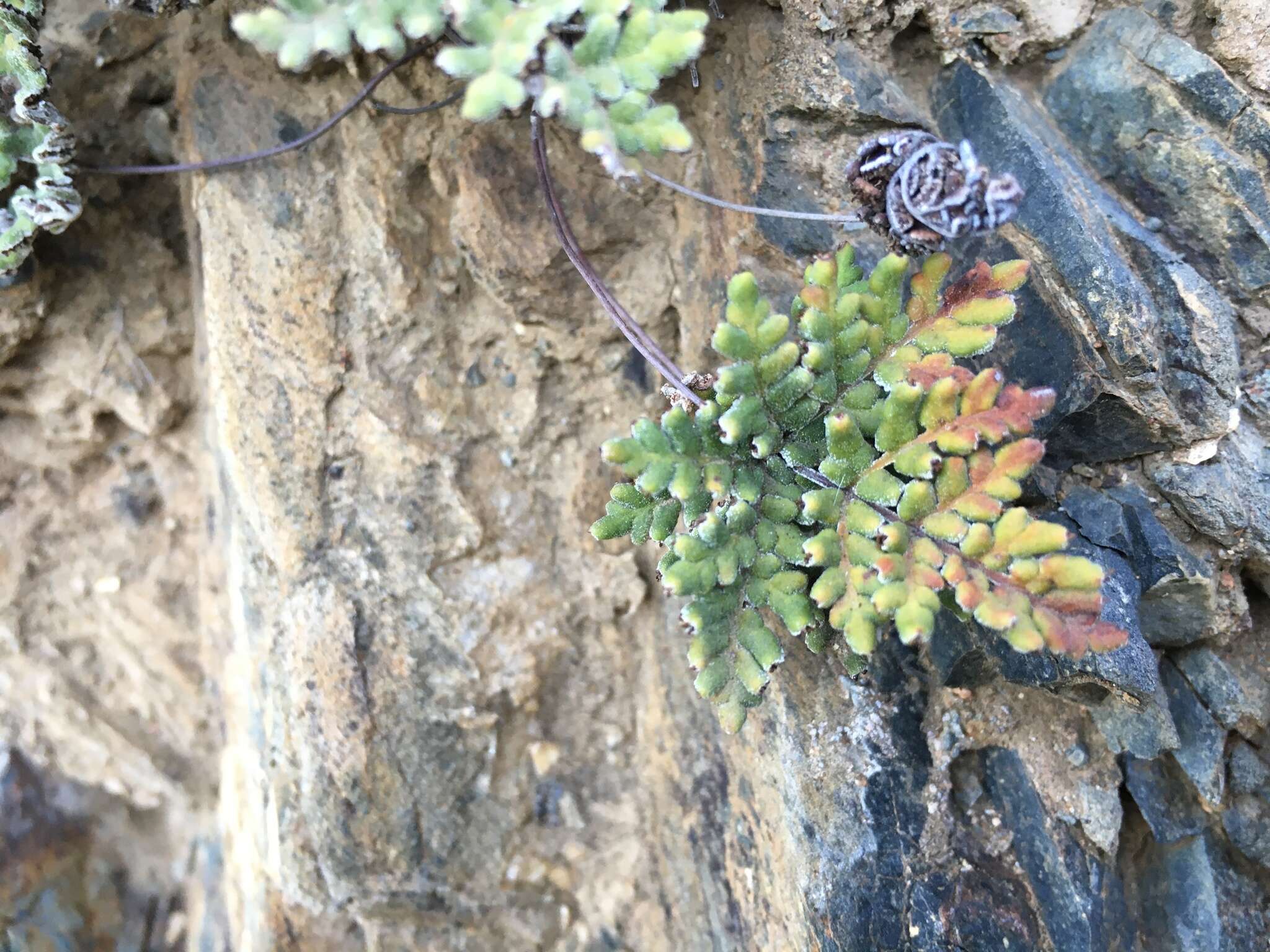 Image of California cloak fern