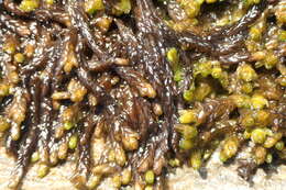 Image of Pylaes' sphagnum