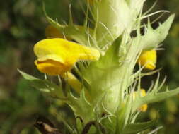 Image of Melampyrum carstiense (Ronn.) Fritsch