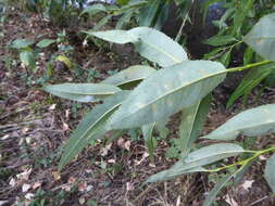 Image de Salix meyeriana Rostk. ex Willd.