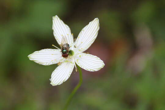 Image of largeleaf grass of Parnassus