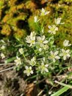 Imagem de Saxifraga tricuspidata Rottb.