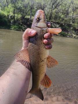 Image of Golden Redhorse