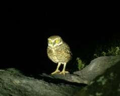 Image of Athene cunicularia rostrata (Townsend & CH 1890)