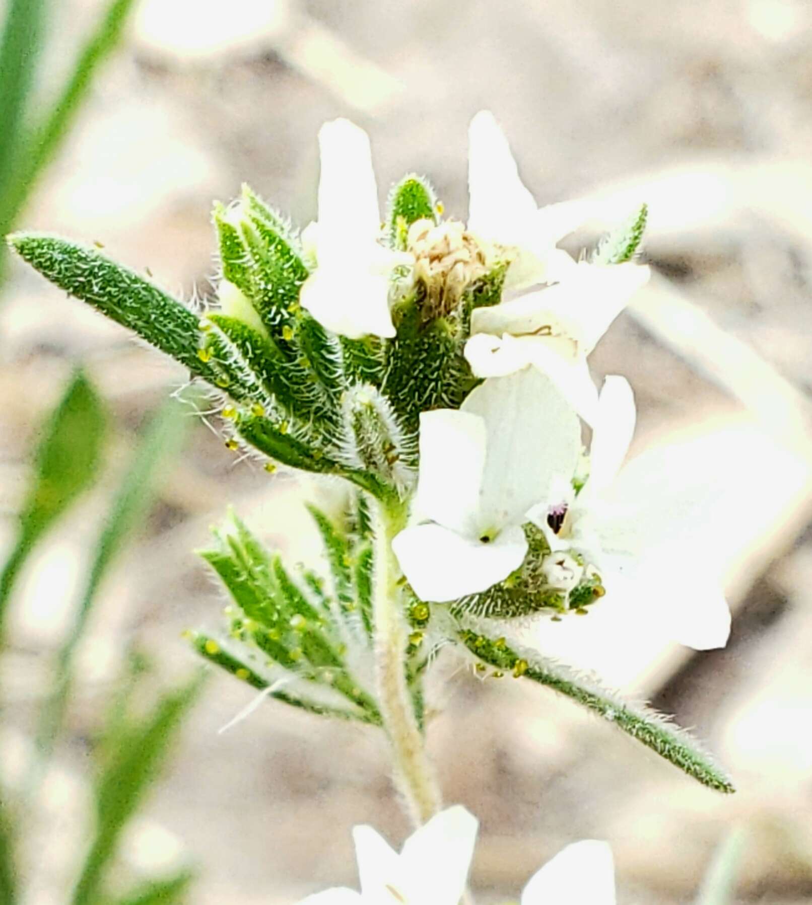 Image of soft western rosinweed