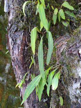 Слика од Pyrrosia davidii (Bak.) Ching