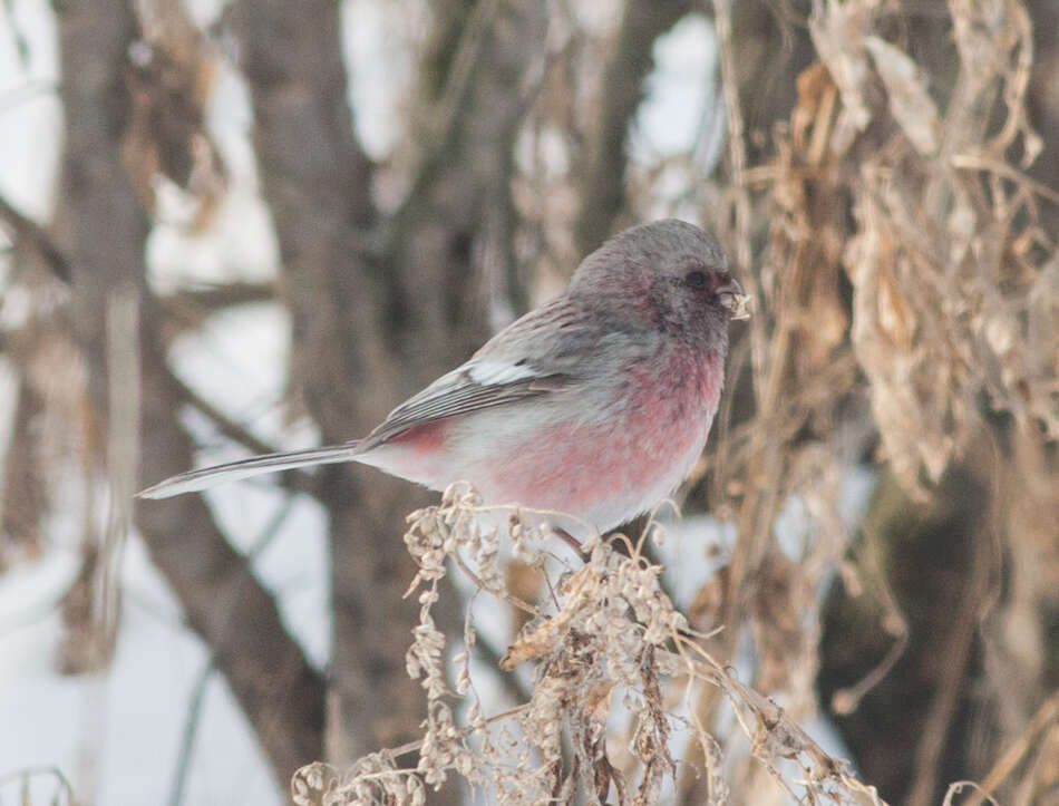 Image of Long-tailed Rosefinch