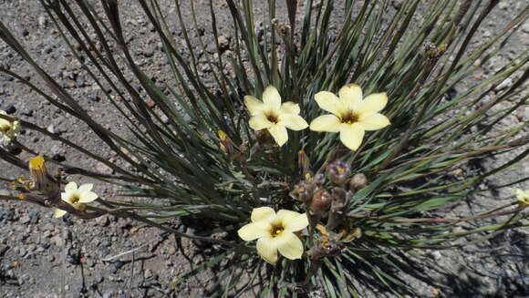 Sisyrinchium arenarium Poepp.的圖片