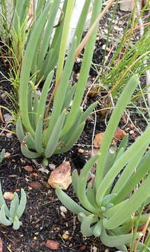 Plancia ëd Curio talinoides var. aizoides (DC.) P. V. Heath