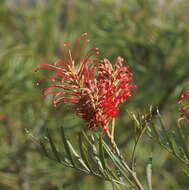 Imagem de Grevillea banksii R. Br.