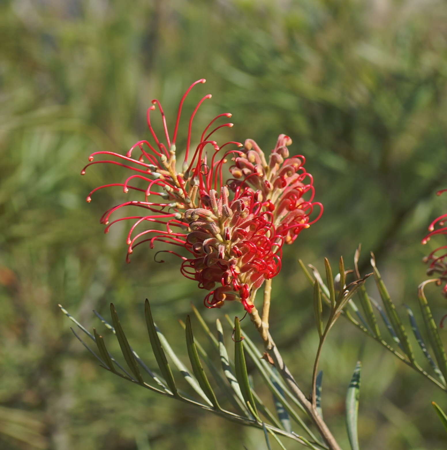 Imagem de Grevillea banksii R. Br.