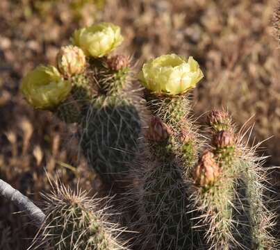 Imagem de Opuntia polyacantha var. erinacea (Engelm. & J. M. Bigelow) B. D. Parfitt