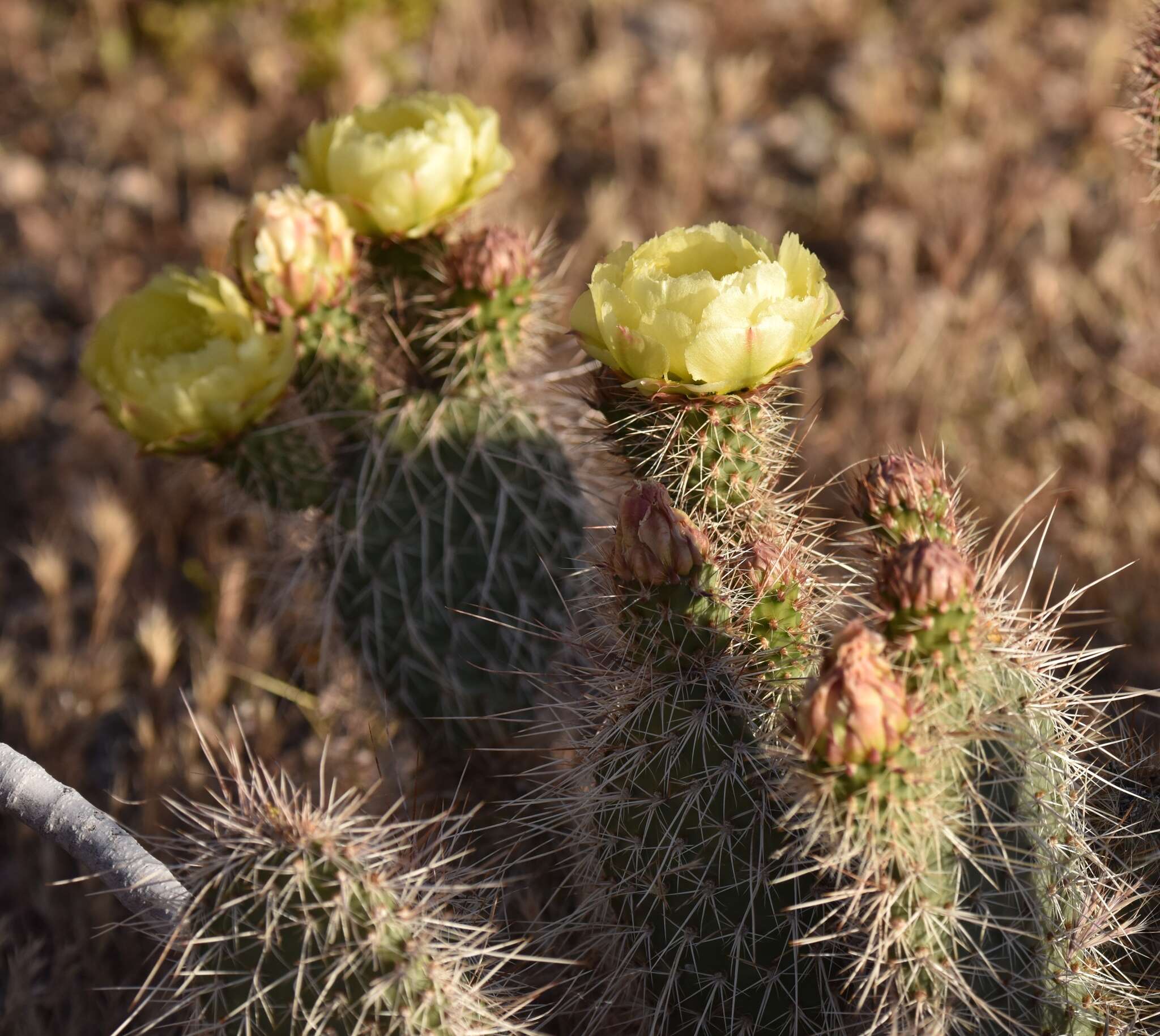 Opuntia polyacantha var. erinacea (Engelm. & J. M. Bigelow) B. D. Parfitt resmi