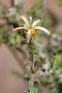 صورة Wahlenbergia nodosa (H. Buek) Lammers