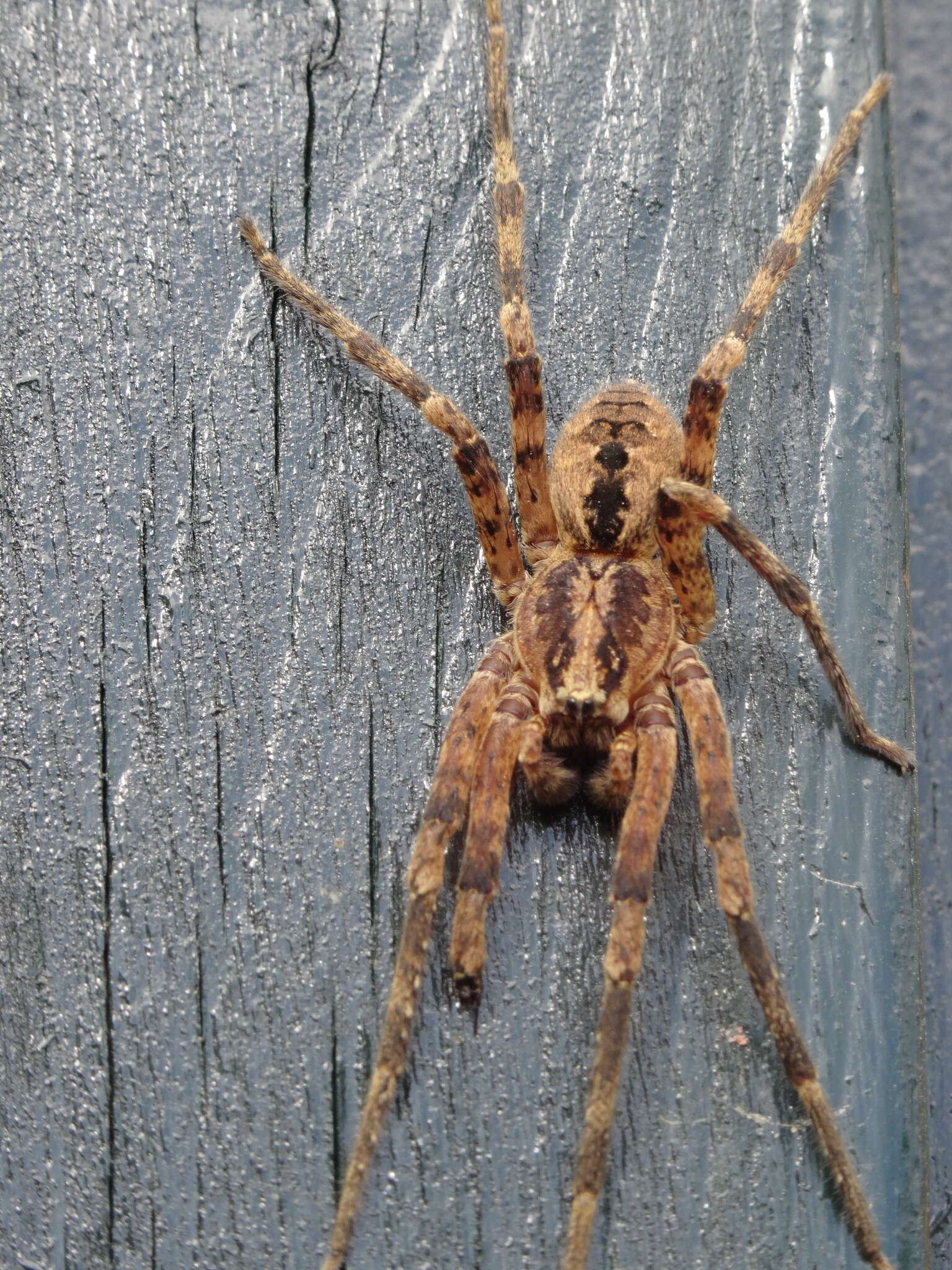 Image of Zoropsid spider