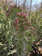 Euphorbia grandicornis Blanc resmi