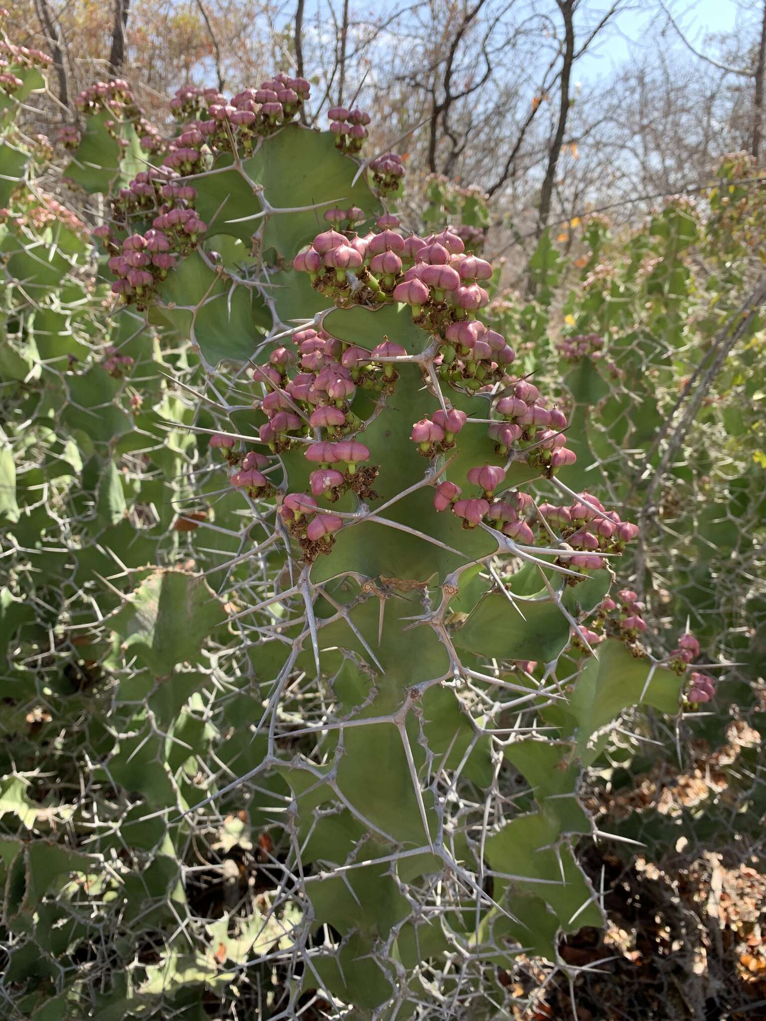 Image of Bigthorn Euphorbia