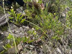 Image of Acacia purpureapetala