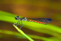 Image of Libellago aurantiaca (Selys 1859)