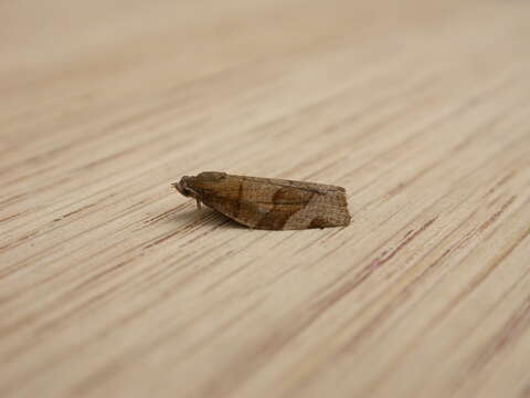 Image of barred fruit-tree tortrix