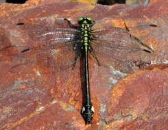 صورة Anisogomphus Selys 1858