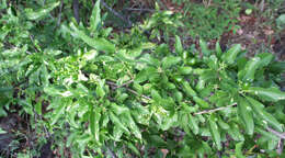 Image of Jasminum stenolobum Rolfe