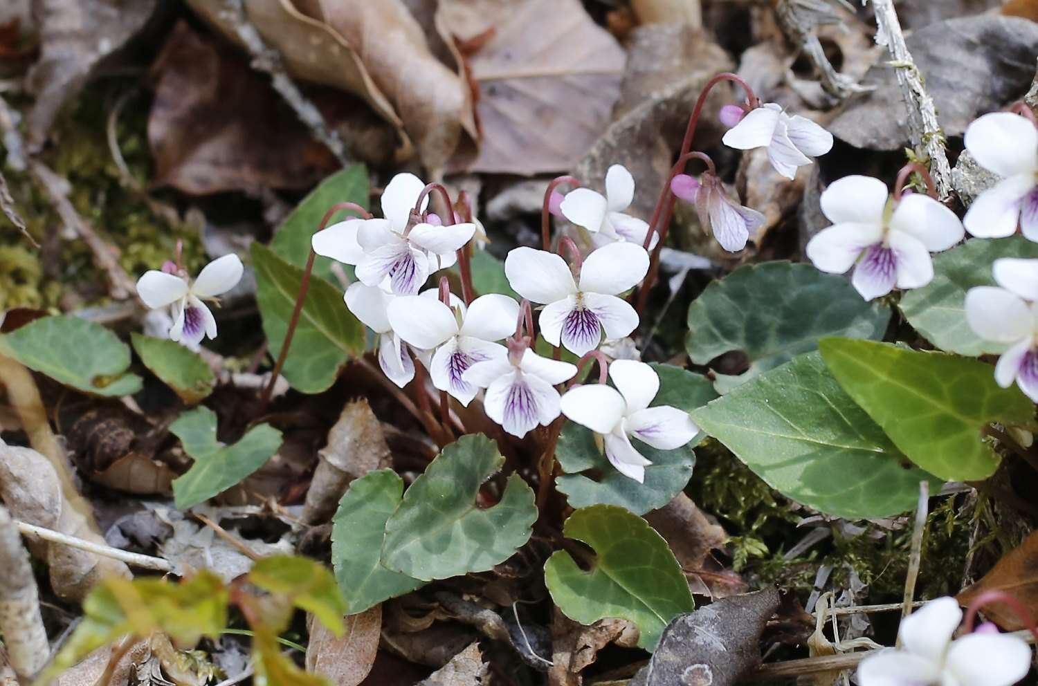 Imagem de Viola sieboldii Maxim.