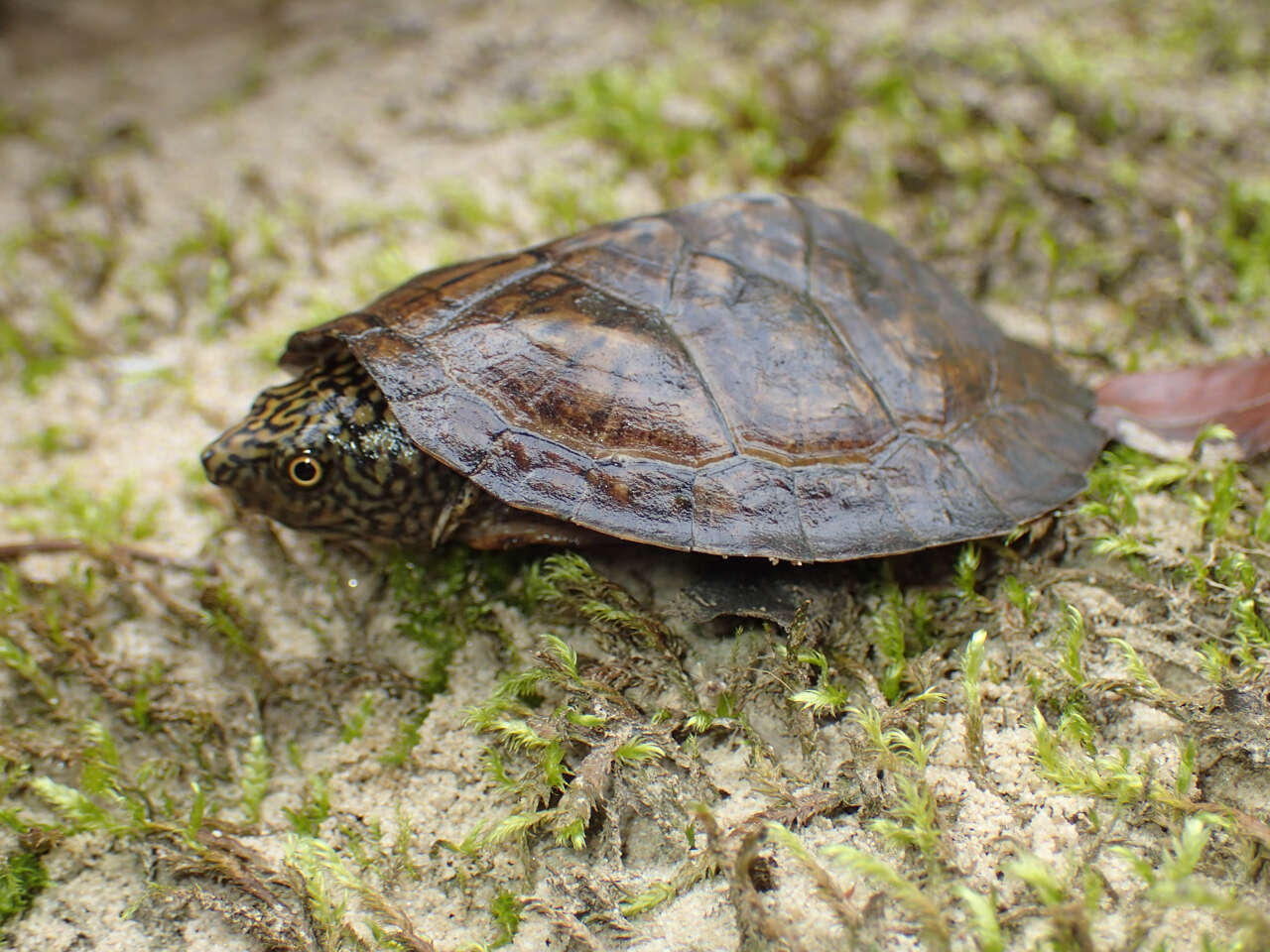 Image of Flattened Musk Turtle