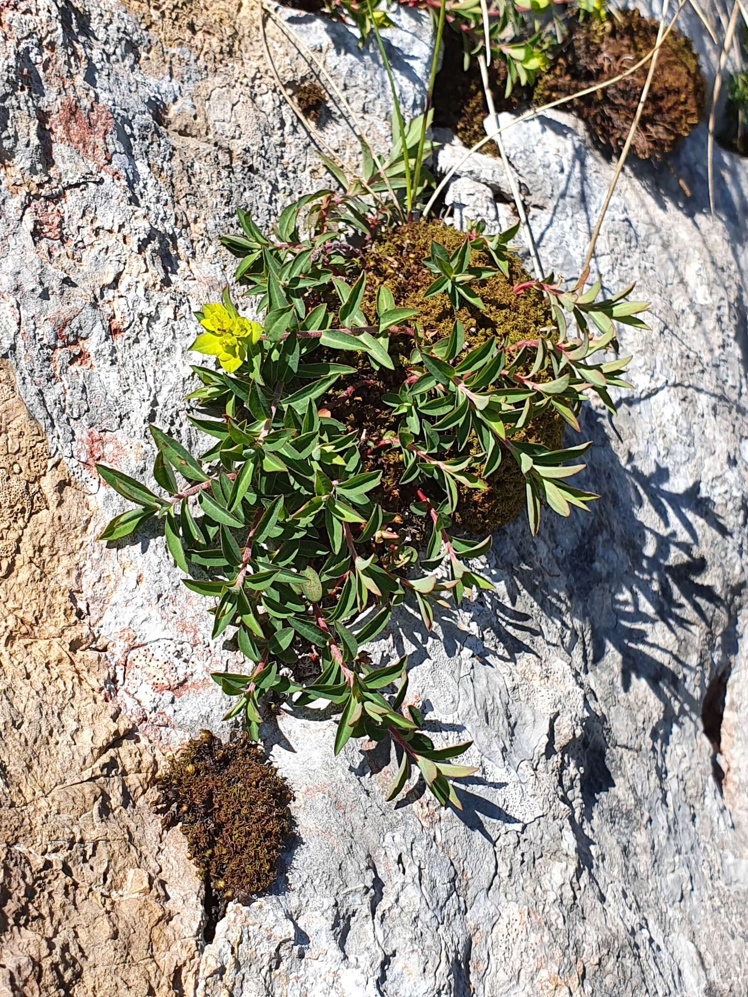 Image of Euphorbia flavicoma DC.