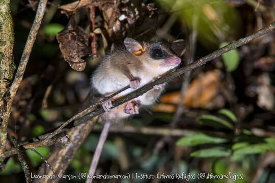 Image of Brazilian Gracile Mouse Opossum