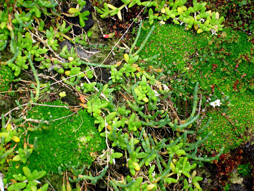 Image of Colobanthus muscoides Hook. fil.