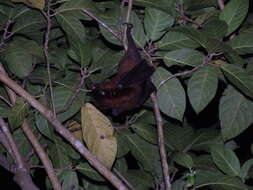 Image of Admiralty Flying Fox