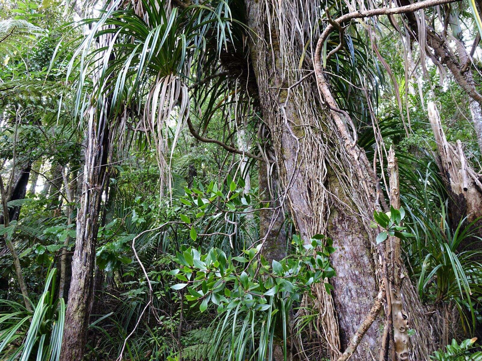 Sivun Pittosporum cornifolium A. Cunn. kuva