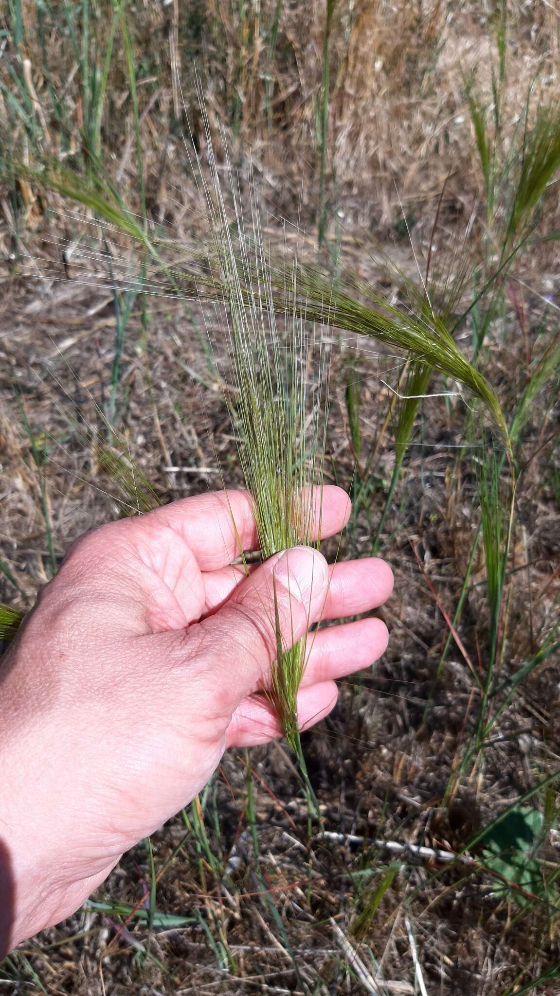 صورة Stipellula capensis (Thunb.) Röser & Hamasha