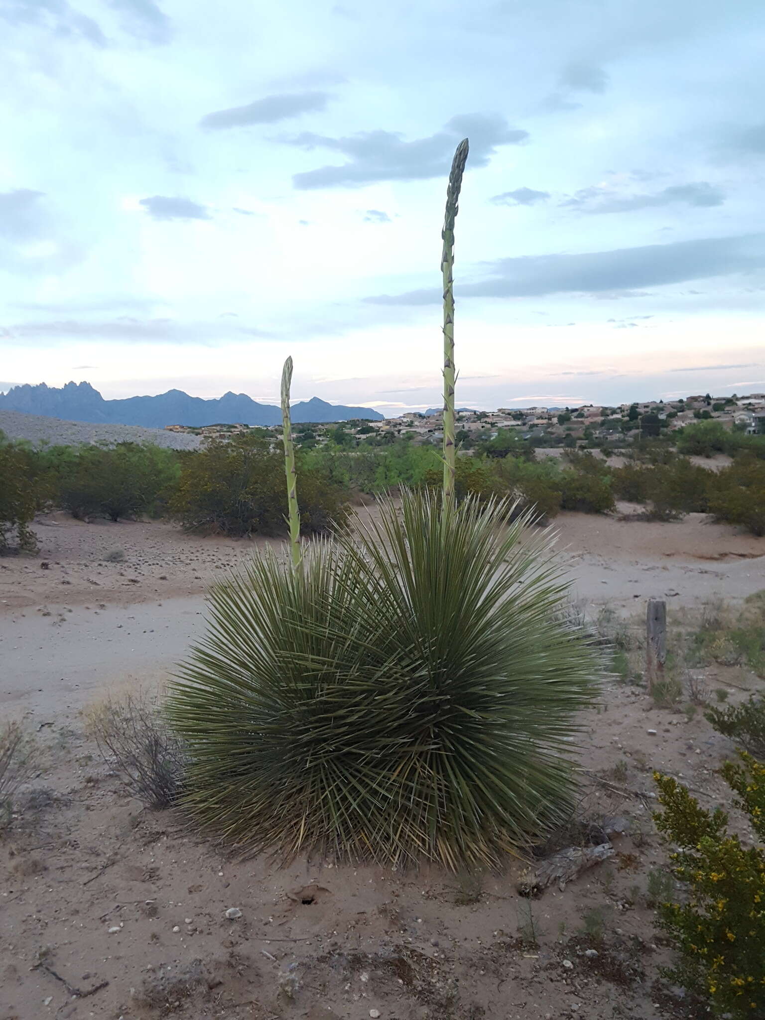 Image of Yucca elata var. elata