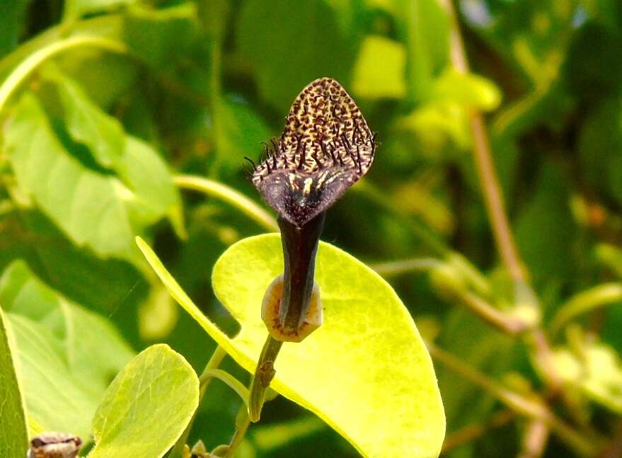 Image of Aristolochia taliscana Hook. & Arn.