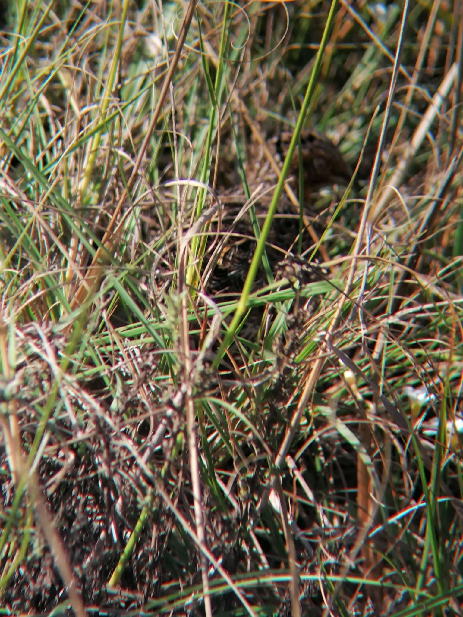 Image of Black-rumped Buttonquail