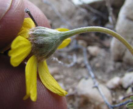 Image of Arizona four-nerve daisy