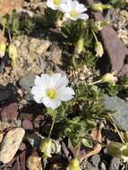 Imagem de Cerastium lithospermifolium Fisch.