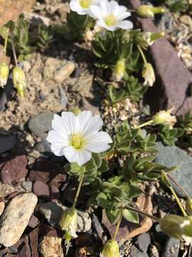 Image of Cerastium lithospermifolium Fisch.