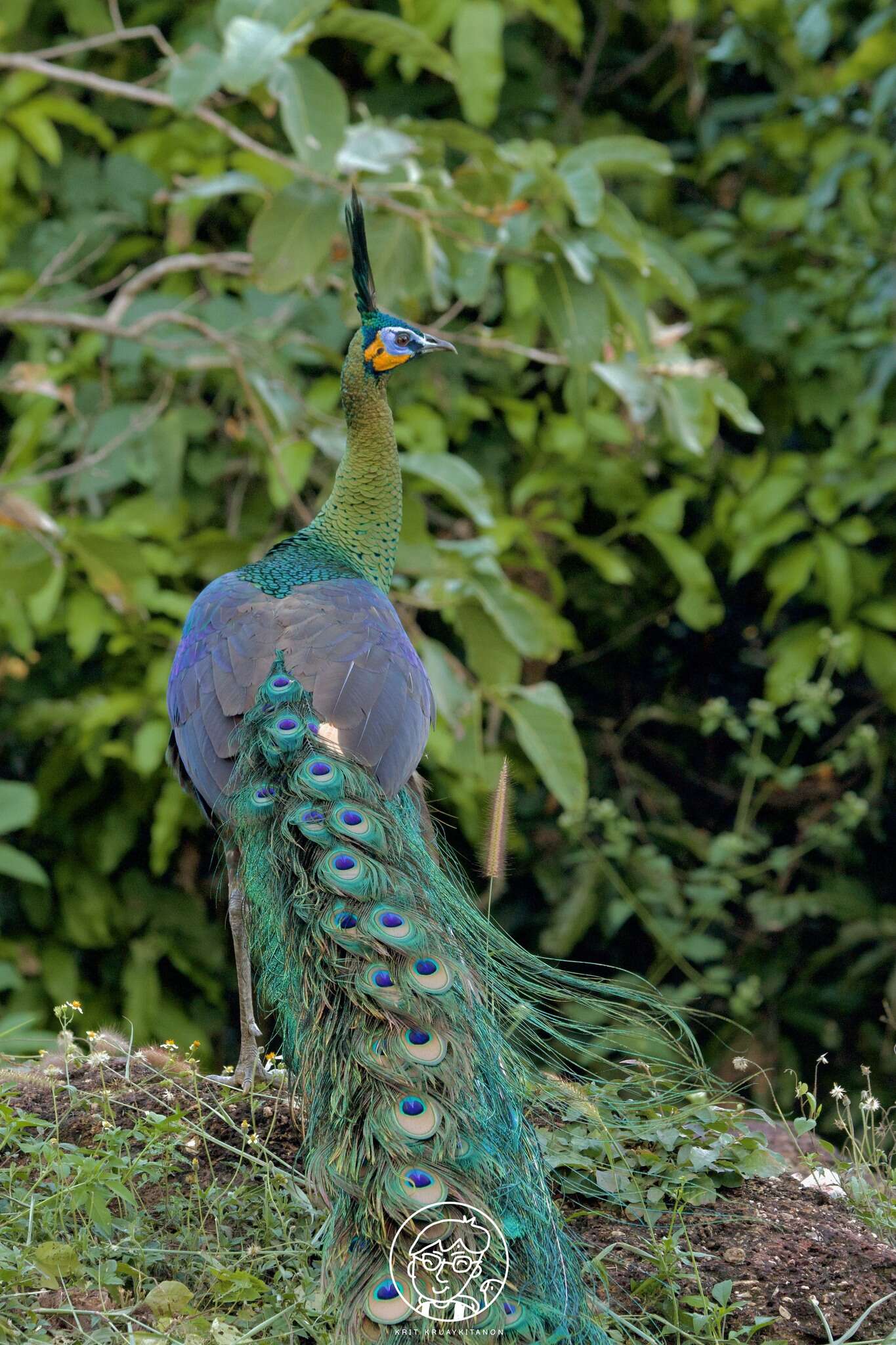 Image of Green Peafowl